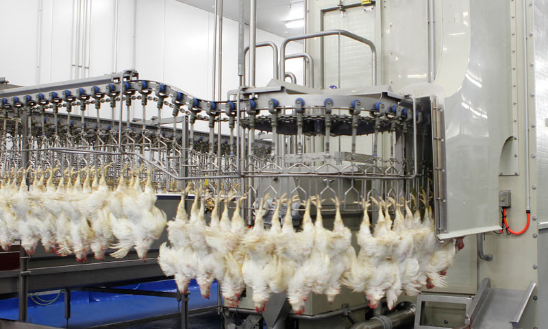 Machine Slaughtered Chicken – Mathabah.org