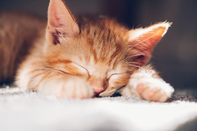 gingertabbycatsleepingonwhitecarpet-min